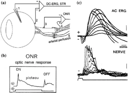 Figure 4. Cartoon of the recording setup of an isolated, arterially perfused feline eye and typical in vitro recorded light evoked sig- sig-nals