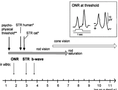 Figure 5. Comparative graph of threshold intensities found to elicit the ERG, STR, and ONR from human, anaesthetized cats (upper half) and from in vitro perfused cat eyes (lower half)