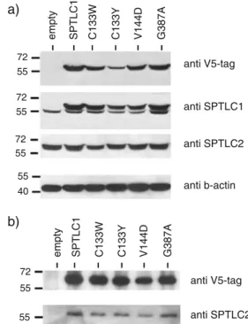Fig. 1 a Western blot of HEK293 cells expressing either the empty vector, the wild-type SPTLC1 or the SPTLC1–HSAN I mutants