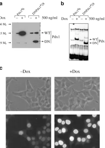 Fig. 1 Nuclear localised proteins encoded by Pdx-1 and DN-Pdx-1 were induced in a doxycycline-dependent manner