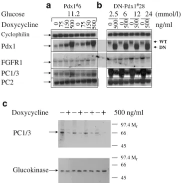 Fig. 3 Pdx-1 regulated the expression of FGFR1 and PC-1/3. a dx-1 # 6 cells were cultured in standard medium (11.2 mmol/l glucose) with or without indicated concentration of doxycycline for 4 days