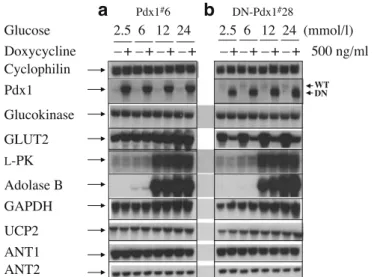 Fig. 7 Induction of DN-Pdx1 does not affect glucose metabolism.
