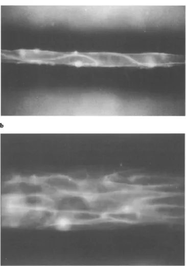 Fig. 2  Panel A:  Fluorescent image of a one-dimensional synthetic  strand  of neonatal rat myocytes growing in  a 2-/xm-wide channel