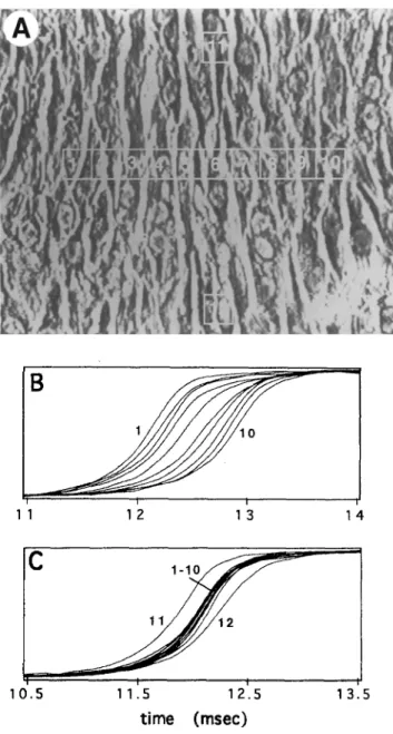 Fig. 6  Activation  sequences of transverse  and longitudinal  conduc-  tion.  Panel  A: Phase-contrast  image of the  cell culture  and  photo-  diodes