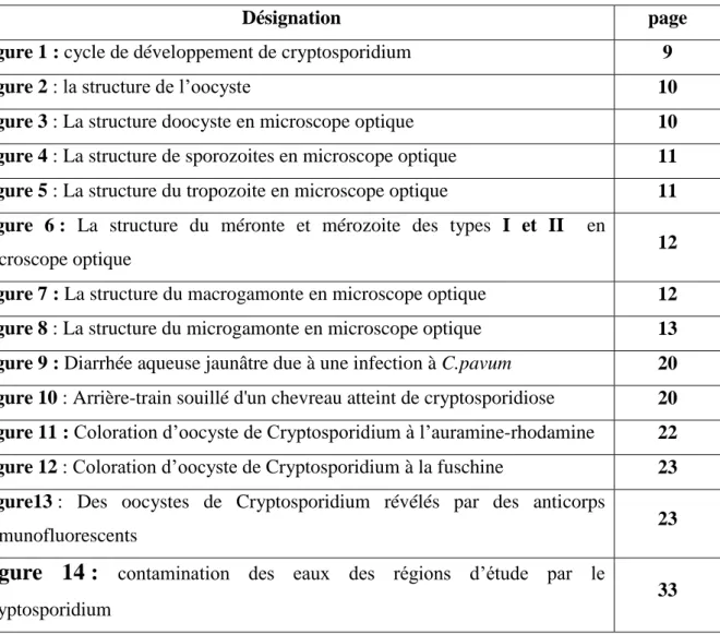 Figure 1 : cycle de développement de cryptosporidium  9 