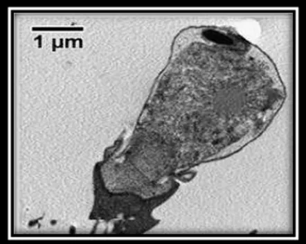 Figure 8 représente la structure du microgamonte en microscope optique  (Valigurova et al.,  2008)