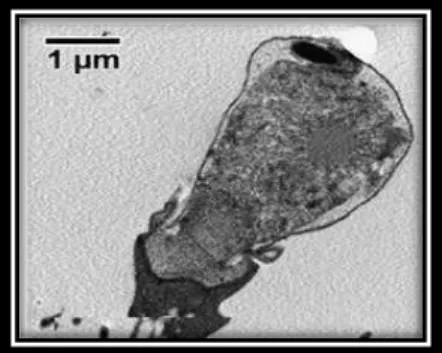 Figure 8 représente la structure du microgamonte en microscope optique  (Valigurova et al.,  2008)