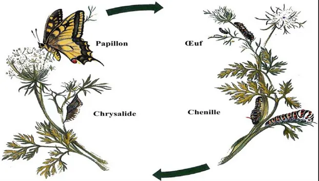 Figure 05 : Cycle biologique d’un papillon de jour (Boutin et al. ,1991)  2.2.3. Nutrition 