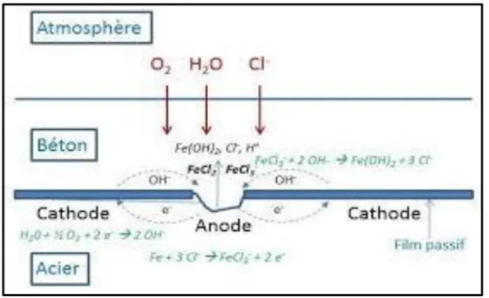 Figure II.3 :Mécanisme de dissolution de l’acier dans le béton en présence d’ions chlore [3] 