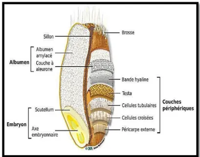 Figure 3 : Anatomie du grain de blé tendre [6].