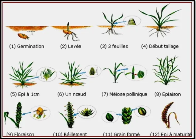 Figure 4 : Les stades de développement de blé [7]. 