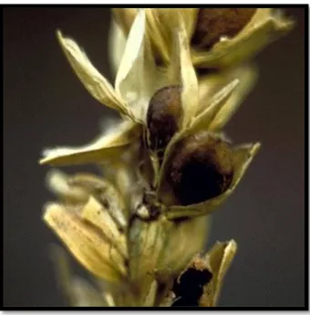 Figure 8 : Carie de blé tendre [11]. 