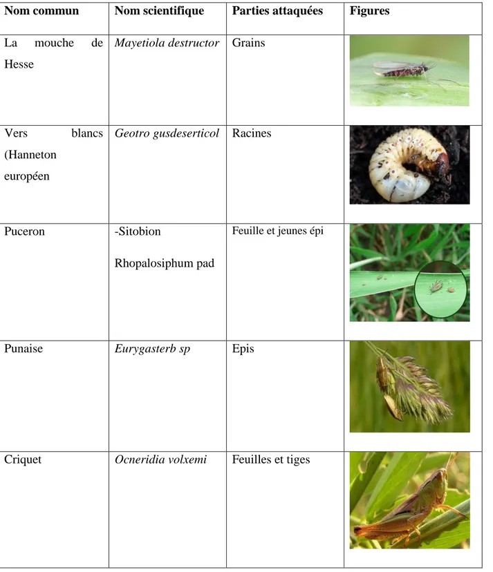 Tableau 1 : Principaux insectes ravageurs du blé tendre (Ayadi, 2019). 