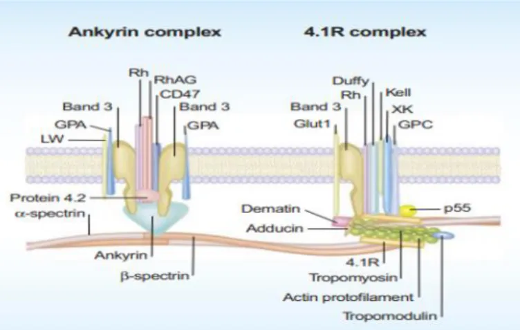 Figure 5:Section de la membrane érythrocytaire avec un accent sur la composition des  protéines membranaires intégrales incorporées dans une bicouche 