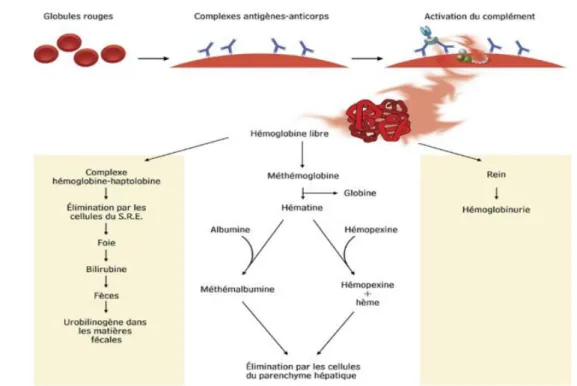 Figure 8:Schéma d’hémolyse intravasculaire. - SRE : système réticulo-endothélial appelé  actuellement système des phagocytes mononuclés(Meftah 2016).