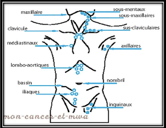 Figure 5: la répartition des ganglions lymphatique dans les corps (12) I.2.2.3. Les systèmes lymphoïdes cutanés et muqueux  