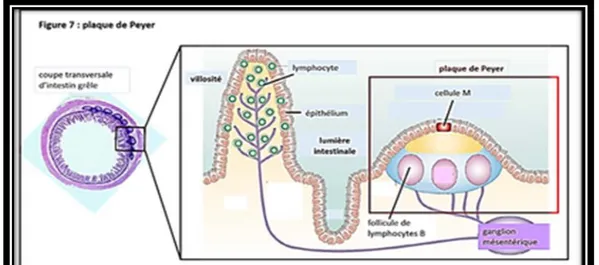Figure 6 : structure des systèmes lymphoïdes cutanés et muqueux (13)  I.3.  Les cellules immunitaires  