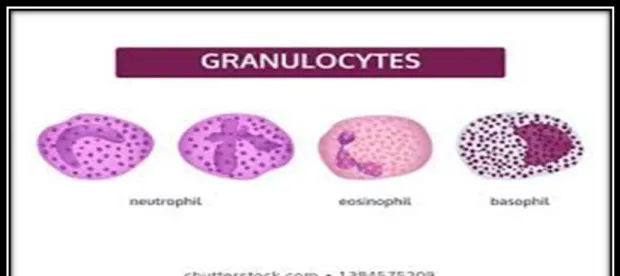 Figure 9 : les cellules granulocytaire du système immunitaire (19)  I.3.1.4. Les granulocytes neutrophiles  