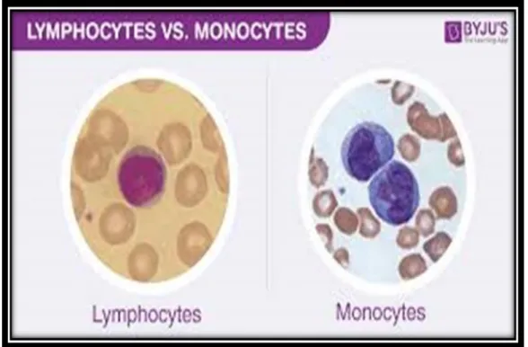 Figure 12 : la différence entre un monocyte et un lymphocyte (32)  I.3.2.3. Les cellules Natural killer 
