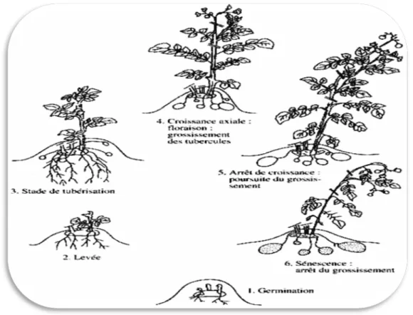 Figure 2 : Schéma du cycle végétatif de la pomme de terre (Bernhards ., 1998). 
