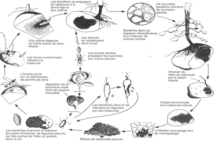 Figure 5 :Cycle de développement de la pourriture mollebactérienne (Howard et al., 1994)  4.2.4
