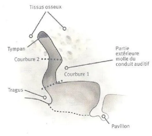Figure 03 : Coupe transversale de l’oreille externe (Widex, 2007).
