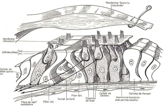 Figure 07 : Organe de Corti (Megashi, 2006).