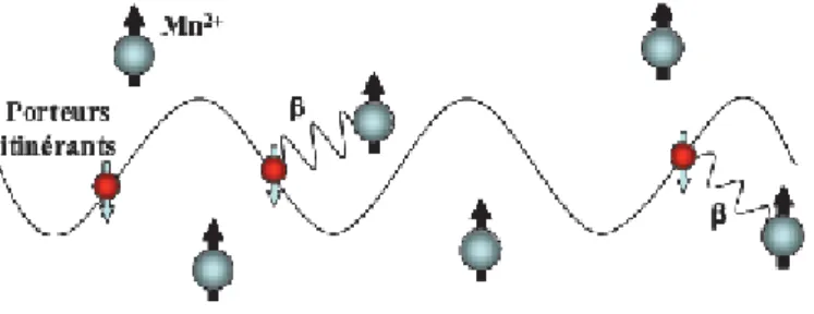 Figure I.12 : Moments magnétiques locaux Mn 2+  de spin S=5/2 couplés antiferromagnétiquement avec les porteurs itinérants de spin s=1/2