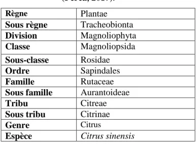Tableau 01: Classification botanique des oranges   (Perea, 2017). 