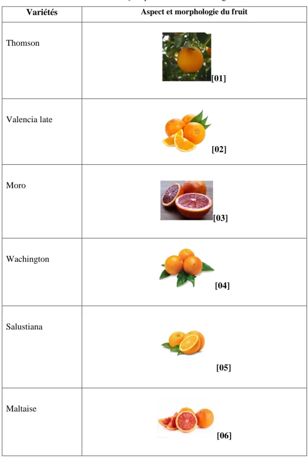 Tableau 02 : Quelques variétés de l’oranger  Variétés  Aspect et morphologie du fruit  Thomson  [01]  Valencia late  [02]  Moro  [03]  Wachington  [04]   Salustiana    [05]   Maltaise  [06] 