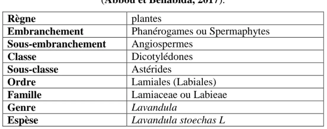 Tableau 05 : Classification botanique de Lavandula stoechas  (Abbou et Benabida, 2017)