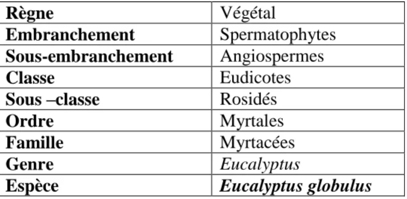 Tableau 06 : Classification d’Eucalyptus globulus (Ghedira et al., 2008). 