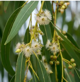 Figure 04 : Morphologie des feuilles et des fleurs du gommier bleu (Eucalyptus globulus) [9] 