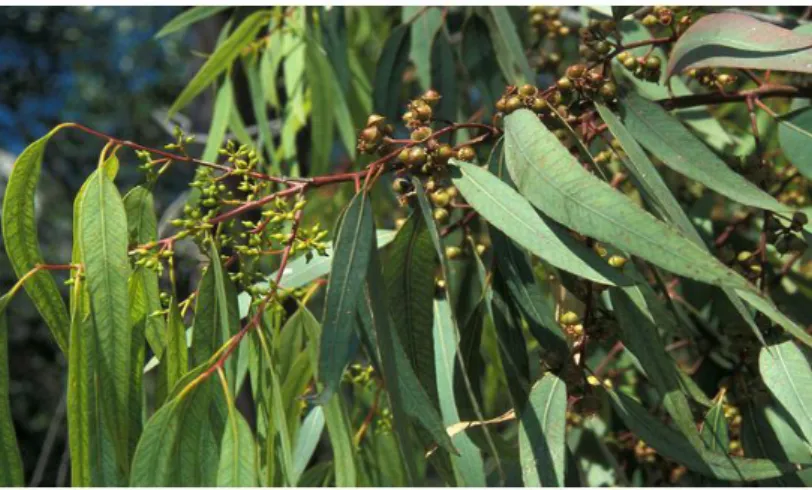 Figure 06 : Morphologie des feuilles et des fruits d’Eucalyptus camaldulensis [11] 