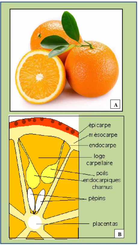 Figure 08 : Citrus sinensis. A : Fruit [13], B : Schéma montrant les différentes parties   du fruit de l’orange [14] 