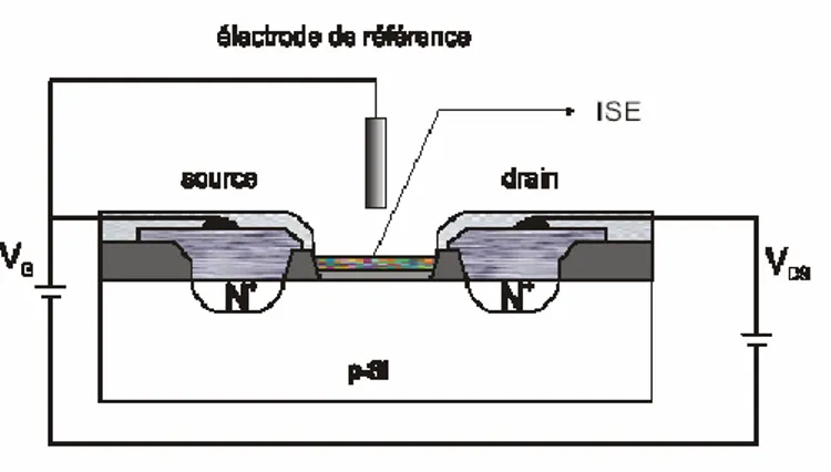 Figure I.8 Schéma d'un capteur ISFET [2]. 