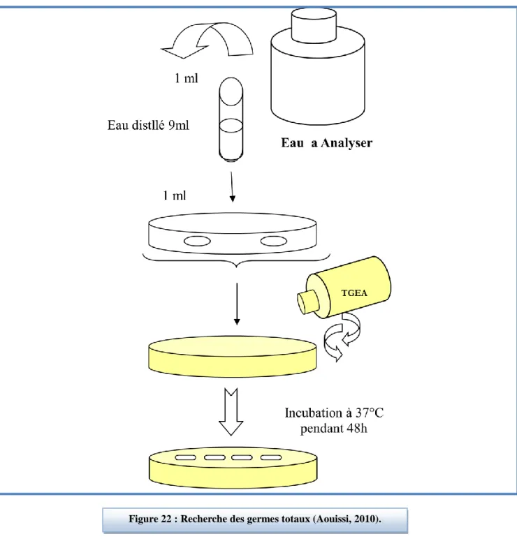 Figure 22 : Recherche des germes totaux (Aouissi, 2010). 