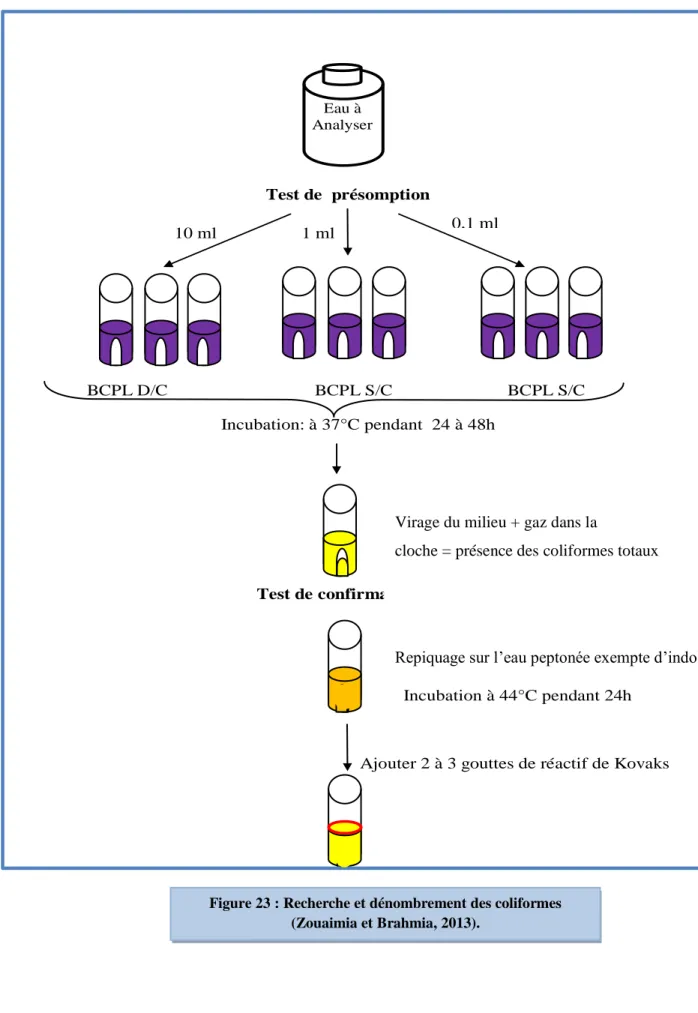 Figure 23 : Recherche et dénombrement des coliformes  (Zouaimia et Brahmia, 2013). 