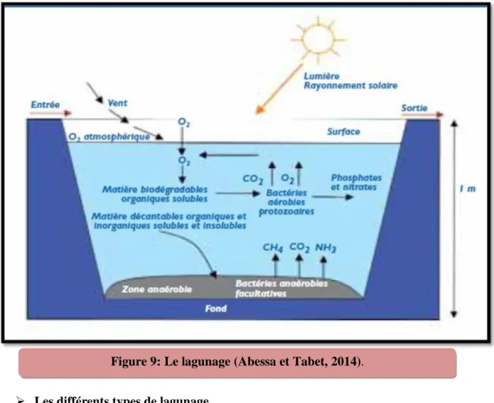 Figure 9: Le lagunage (Abessa et Tabet, 2014). 