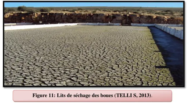 Figure 11: Lits de séchage des boues (TELLI S, 2013). 