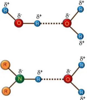 Figure 03 : Exemples d’une liaison hydrogène. 