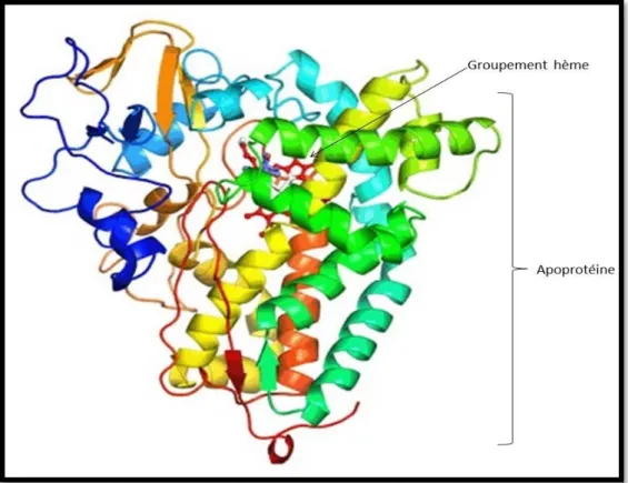 Figure 01 : Structure générale d’un cytochrome P450. 
