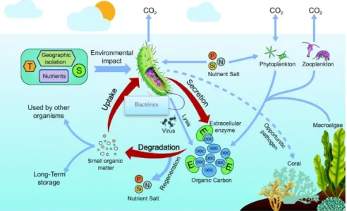 Figure 3. Mode d’action de certaines espèces bactériennes dans le cycle biogéochimique  marin (Zhang et al., 2018)