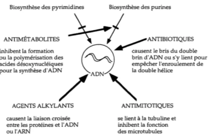 Figure 1 : Mécanisme d’action des principaux groupes d’agents antinéoplasiques 8 .  1.2.3 Les agents alkylants 