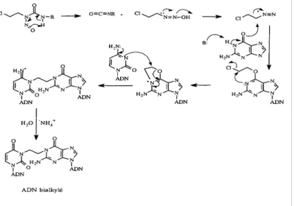 Figure 4 : Mécanisme proposé pour la liaison croisée de l’ADN par les (2-chloroéthyl)  nitrosourées 34 