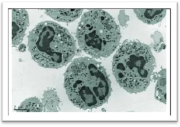 Figure 1 : Les monocytes [1].