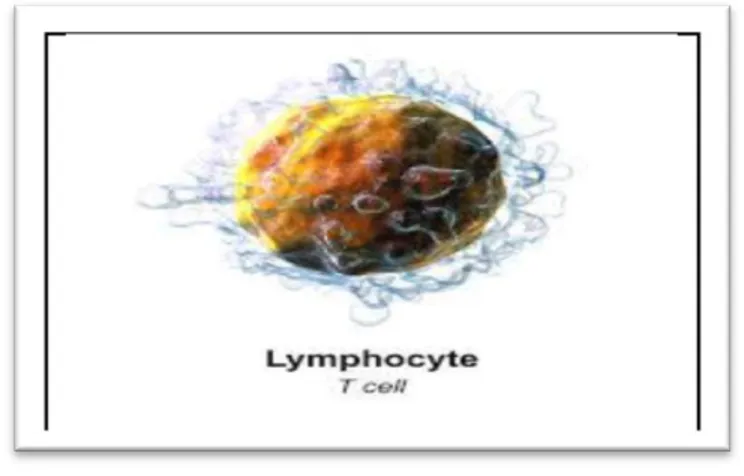 Figure 5 : Lymphocyte T [4].