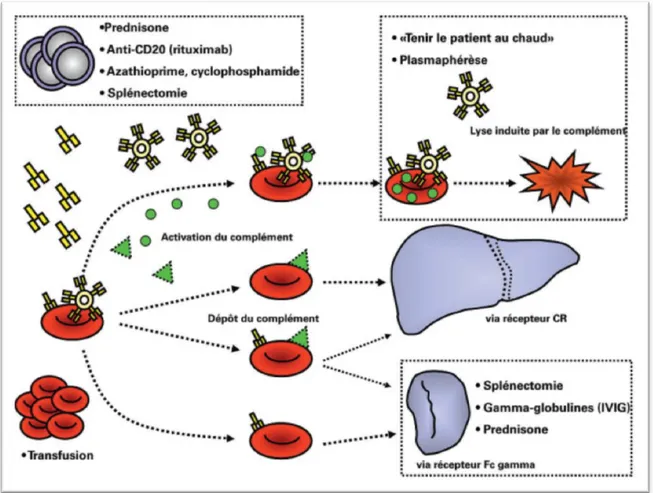 Figure 10 : Mécanismes de destruction des érythrocytes dans l’anémie                    hémolytique auto immune [50]