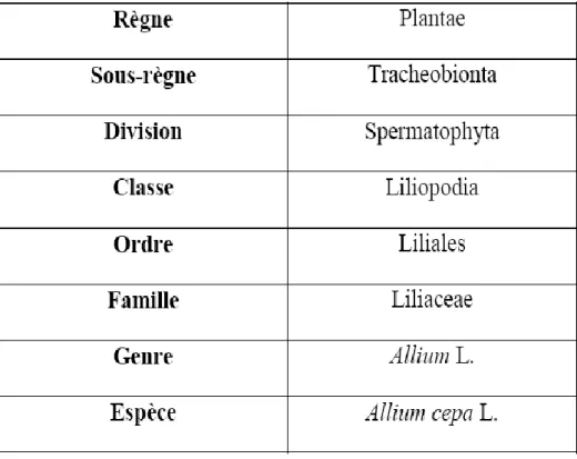 Tableau 1: classification systématique de l’oignon (Allium cepa). (Vander Meer, 1993) 