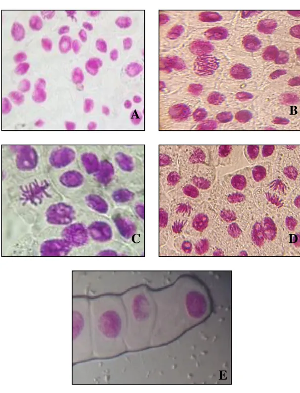 Figure 7: Cellules méristématiques racinaires d’Allium cepa en division régulière et normale :  (A) interphase, (B) prophase, (C) métaphase, (D) anaphase, (E) télophase
